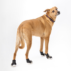 Dog Sneakers product image 3