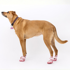 Dog Sneakers product image 10