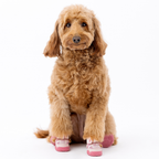 Dog Sneakers product image 11