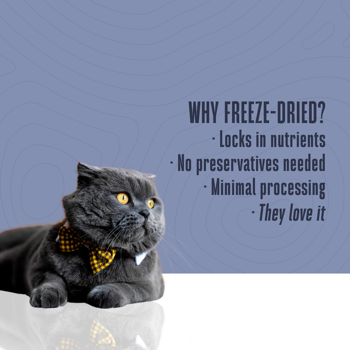 Freeze-Dried Salmon Cat Treats product image 4