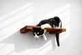 Wall Mounted Cat Shelf product image 22