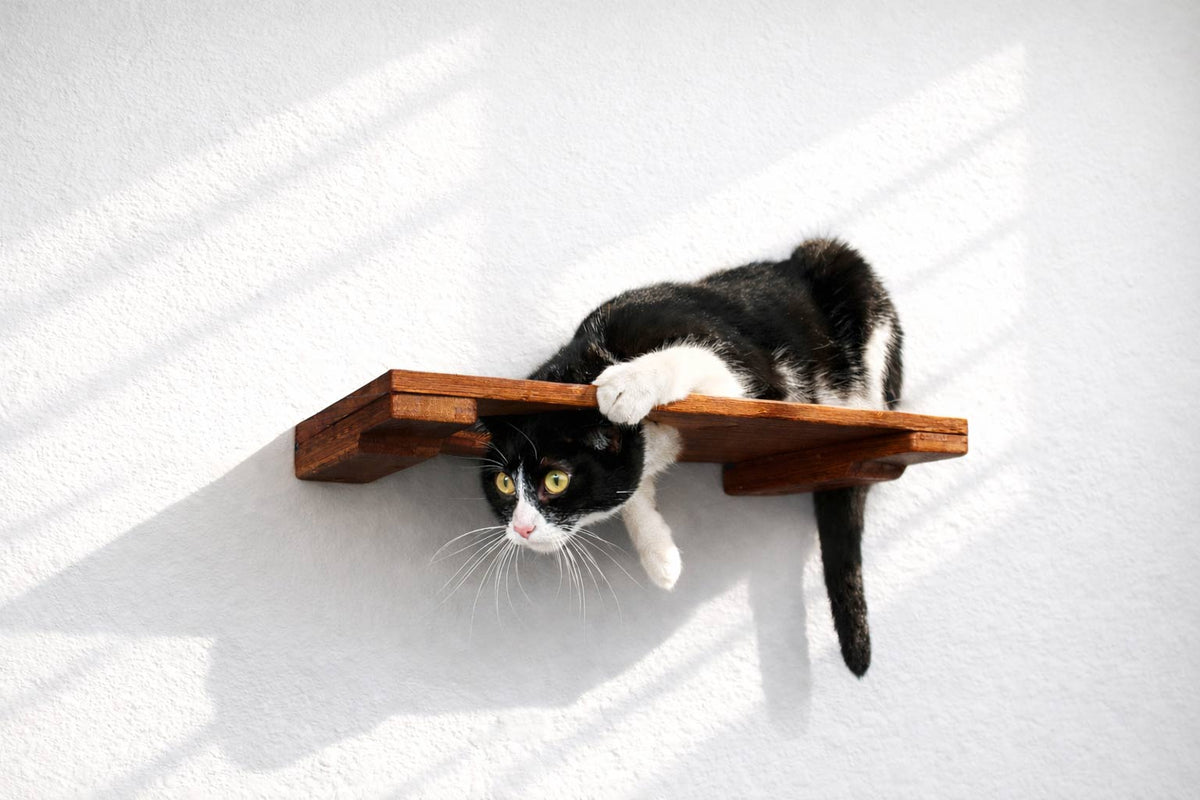 Wall Mounted Cat Shelf product image 22
