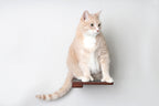 Cat Climbing Shelf product image 19