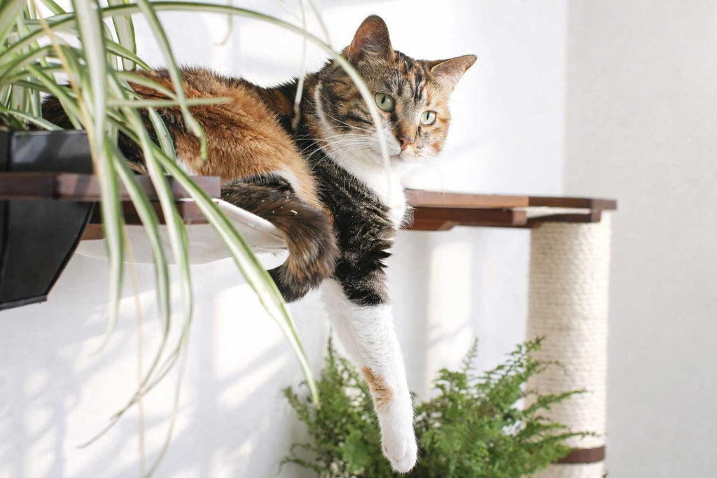 Wall-Mounted Cat Tree product image 7