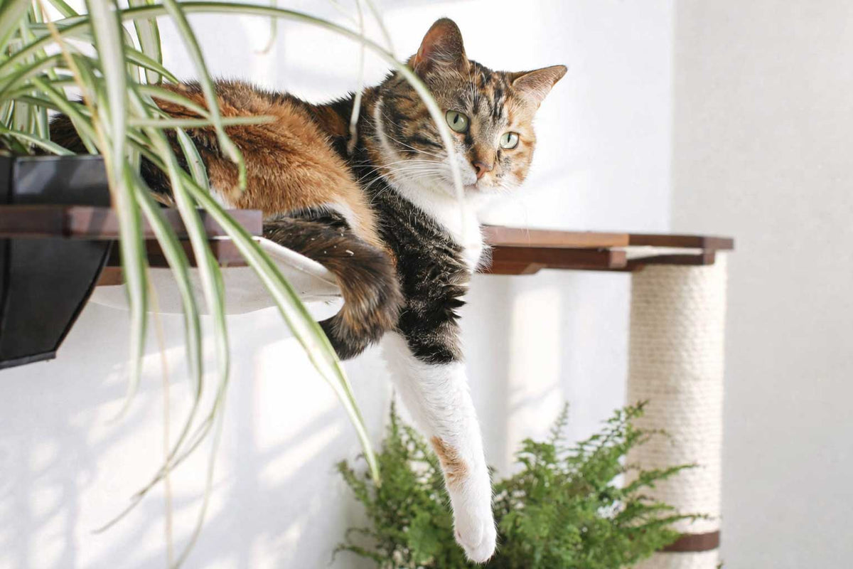 Wall-Mounted Cat Tree product image 7