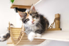 Wall-Mounted Cat Tree product image 8