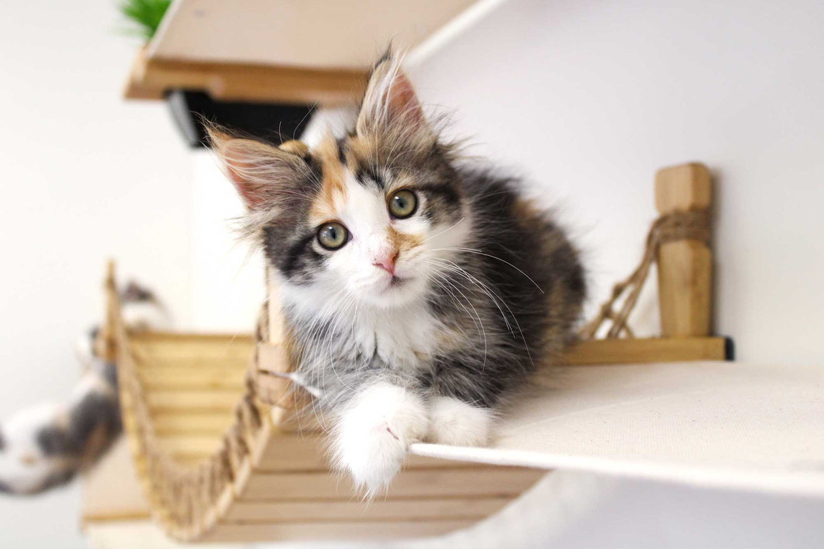 Wall-Mounted Cat Tree product image 8
