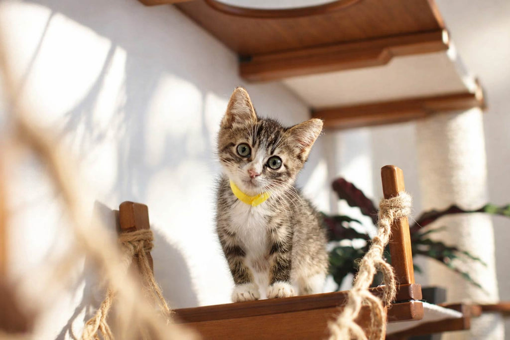 Wall-Mounted Cat Tree product image 10