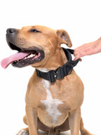 Dog Collar product image 9