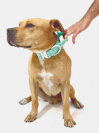 Dog Collar product image 12