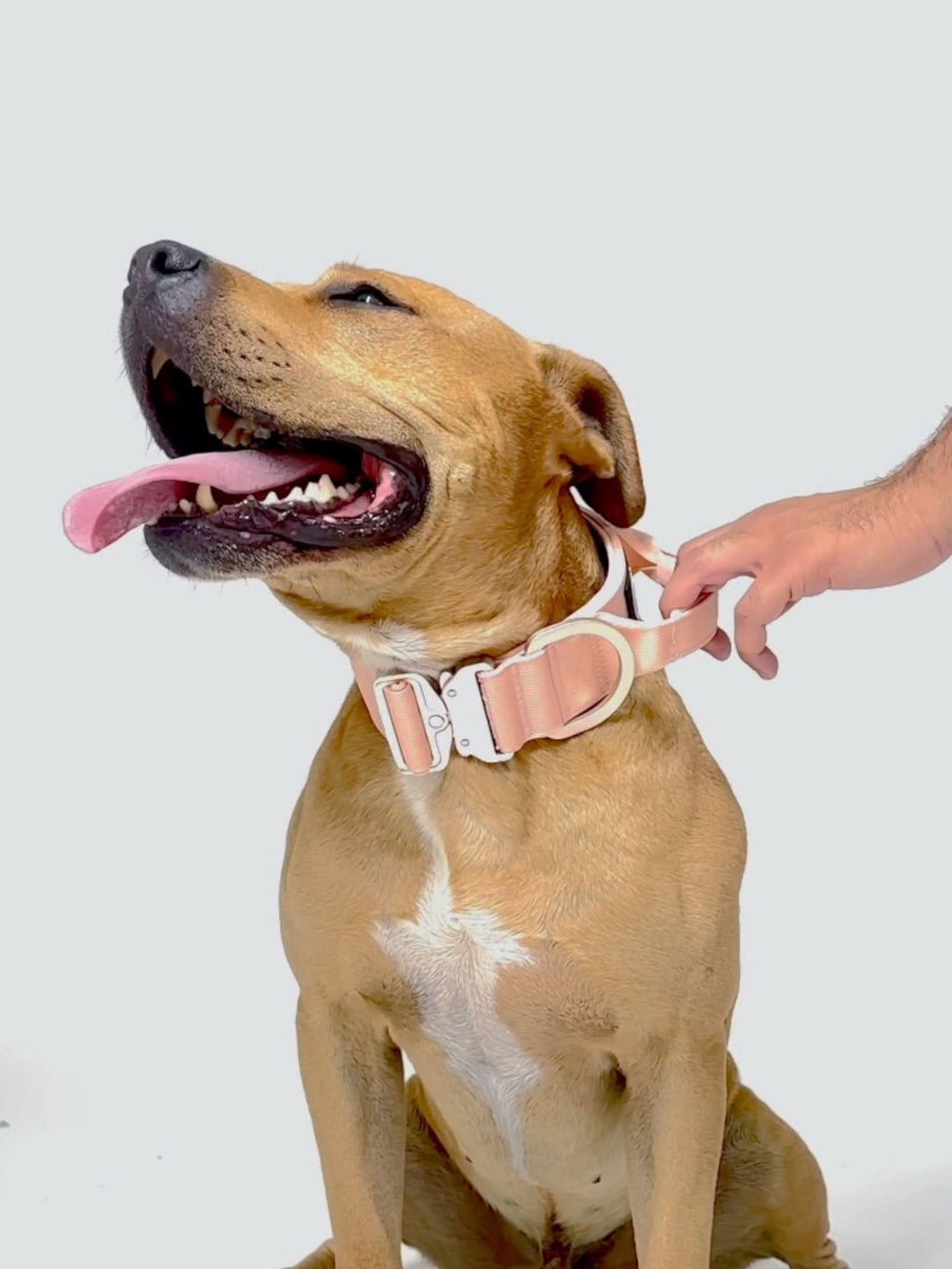 Dog Collar product image 15