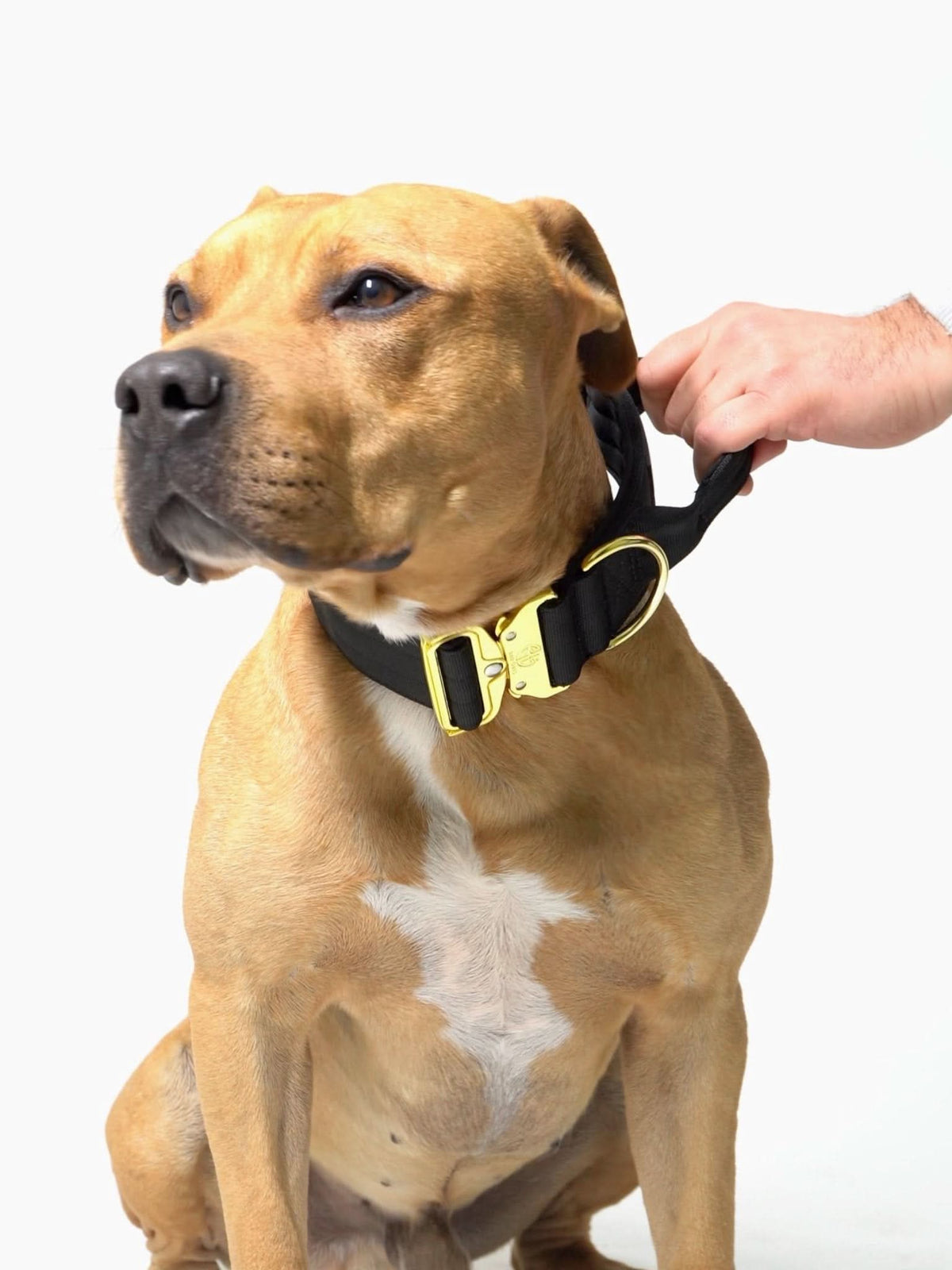 Dog Collar product image 18