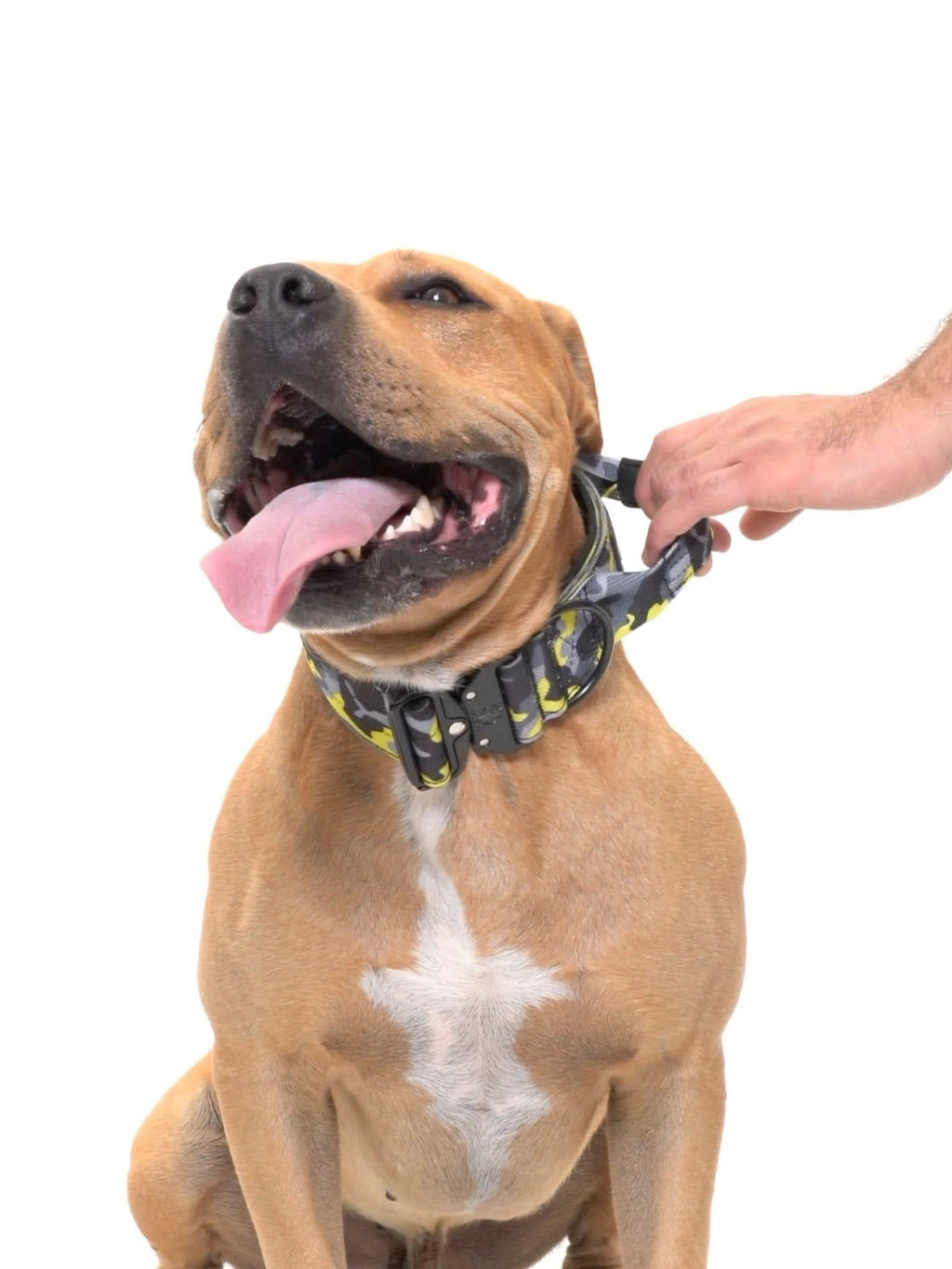 Dog Collar product image 21
