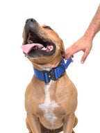 Dog Collar product image 27