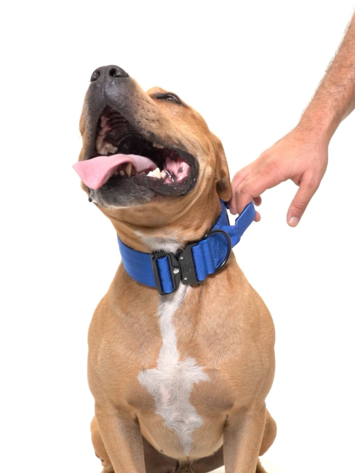 Dog Collar product image 27