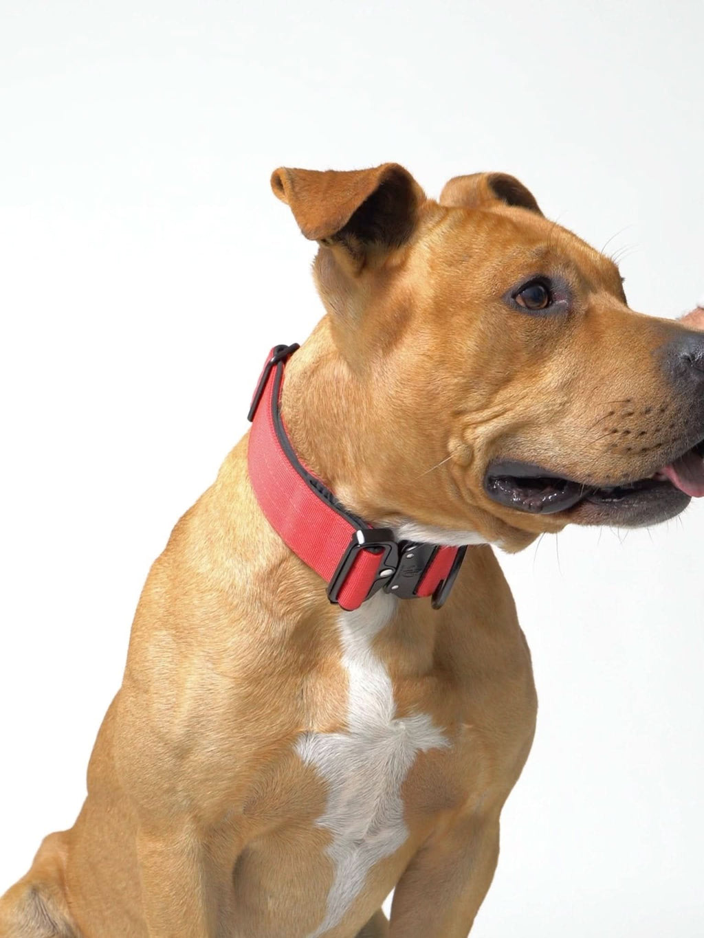 Dog Collar product image 30