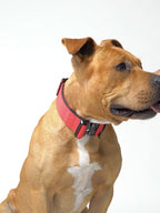 Dog Collar product image 30