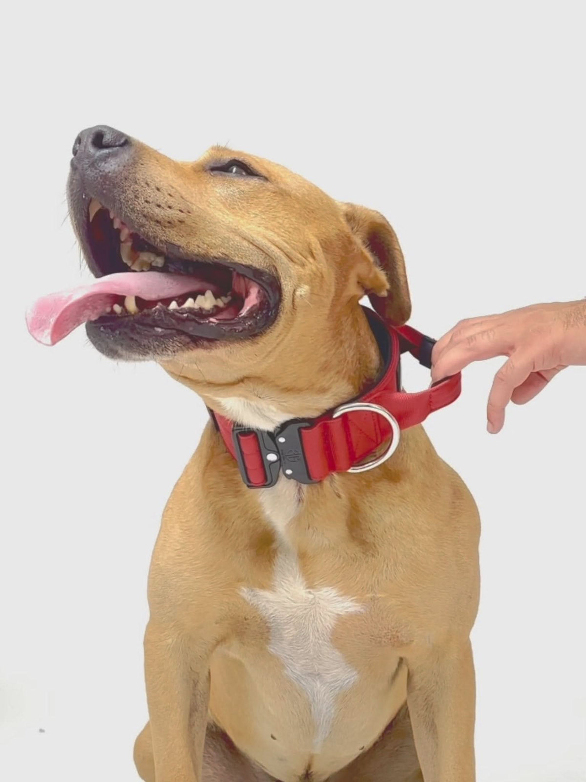 Dog Collar product image 33