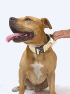 Dog Collar product image 36