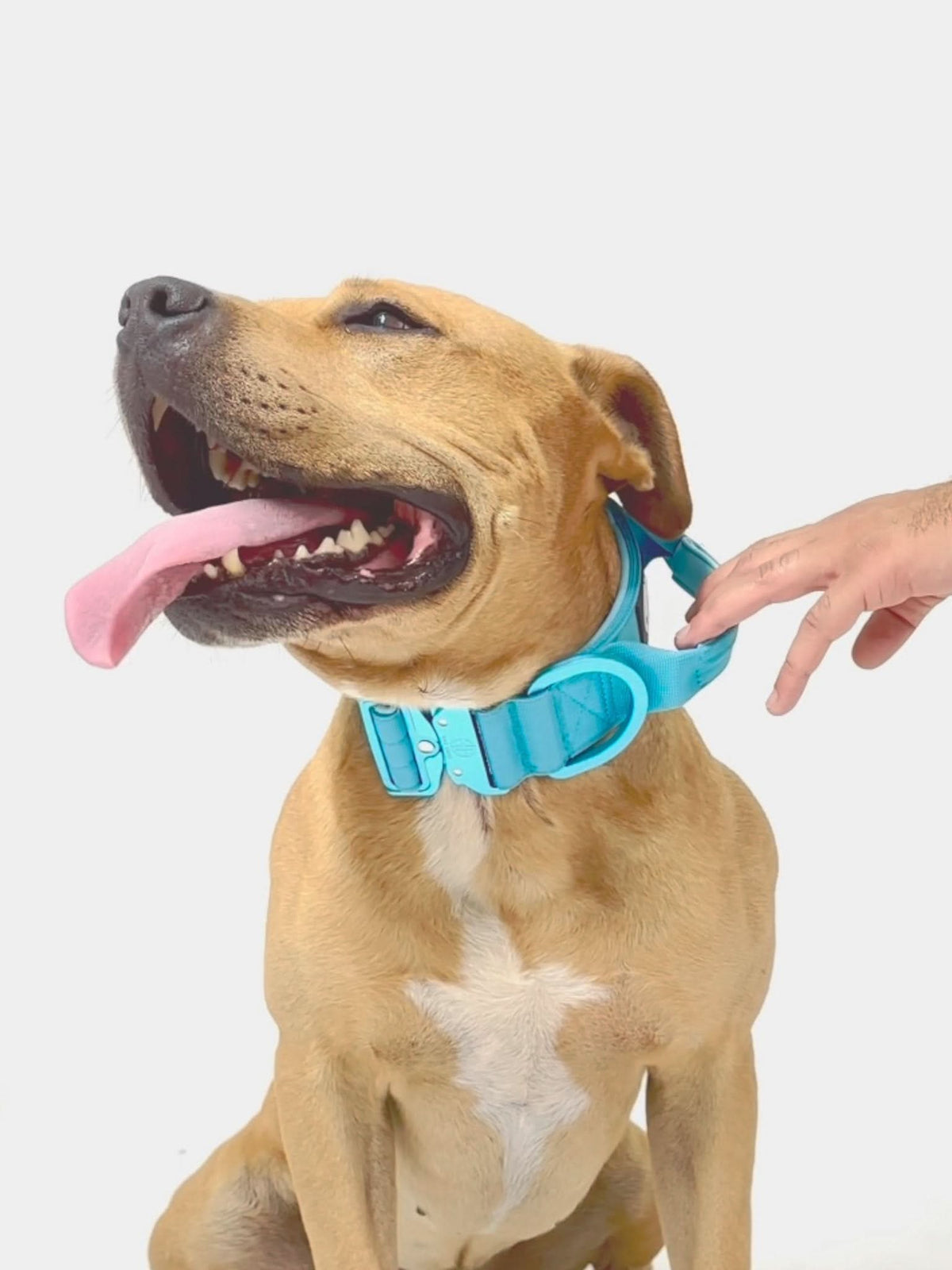 Dog Collar product image 39