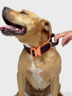 Dog Collar product image 42