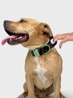 Dog Collar product image 45