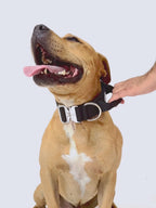 Dog Collar product image 48