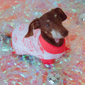 Dog Sweater product image 1