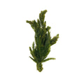 Hornwort Aquarium Plant Bunch