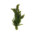 Hornwort Aquarium Plant Bunch