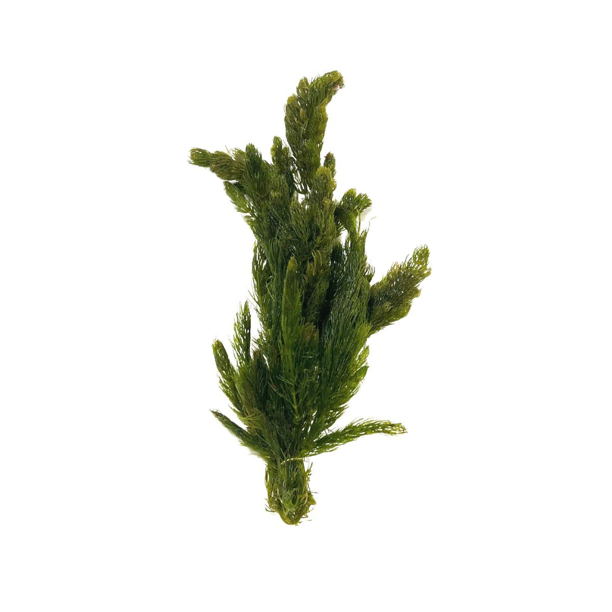 Hornwort Aquarium Plant Bunch