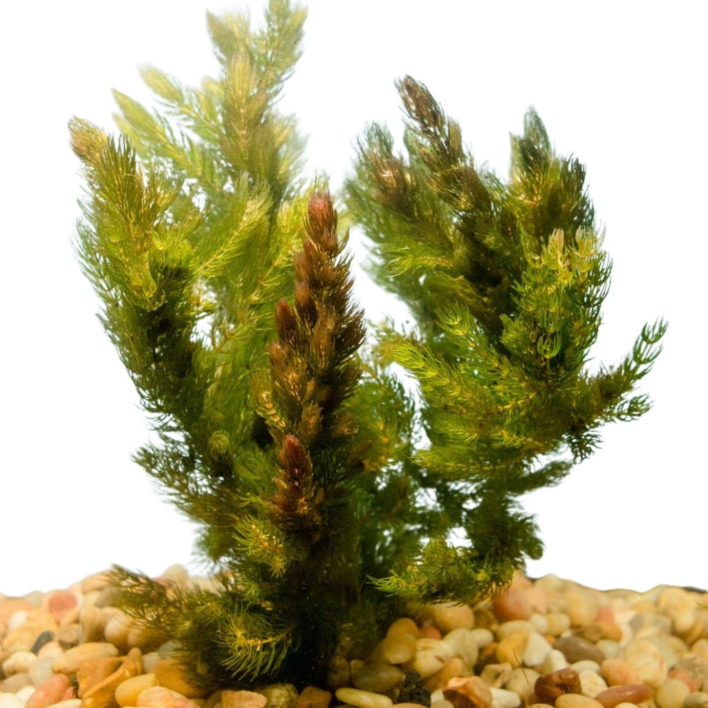 Hornwort Aquarium Plant product image 2