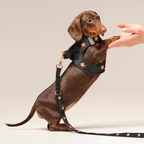 Dog Harness product image 7