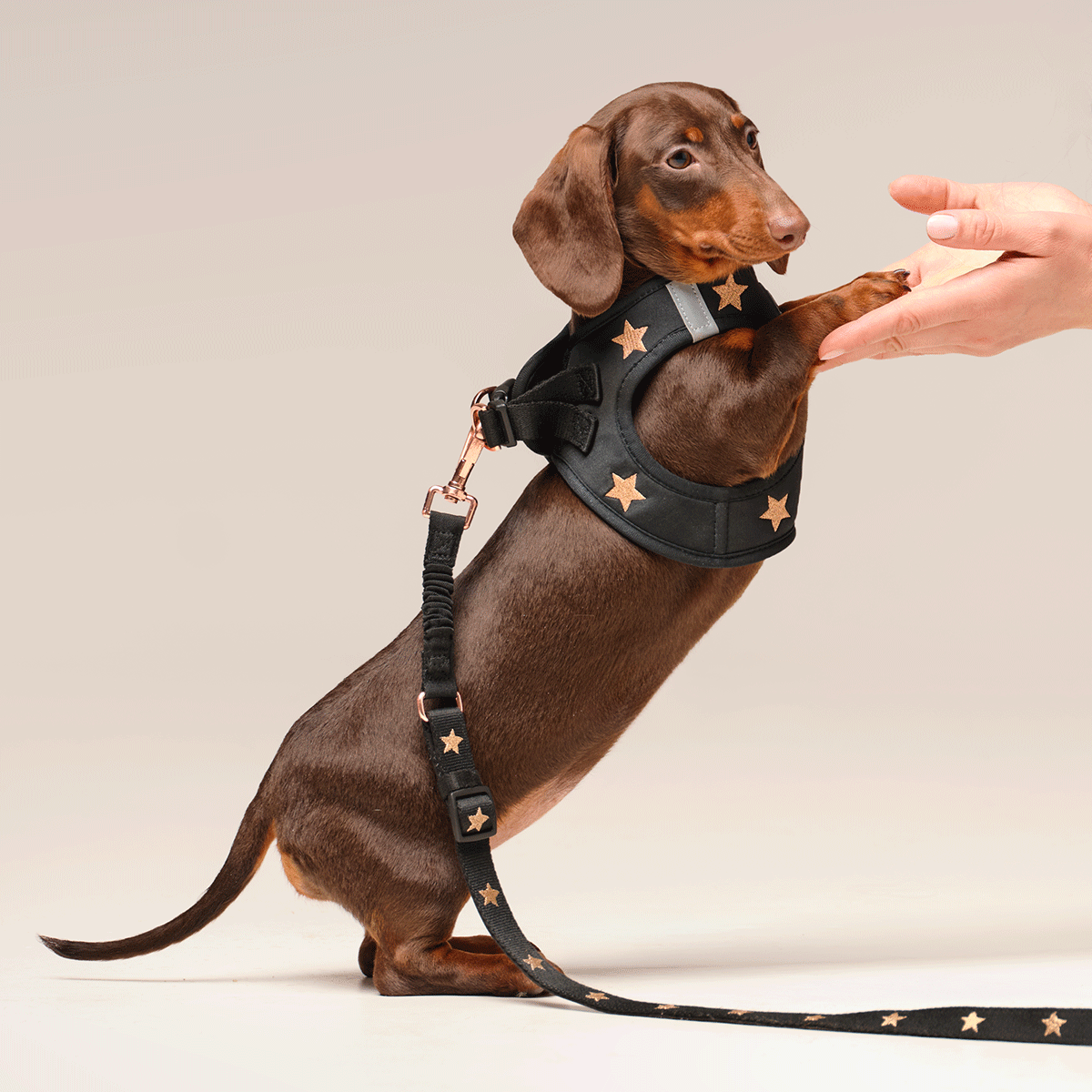 Dog Harness product image 7