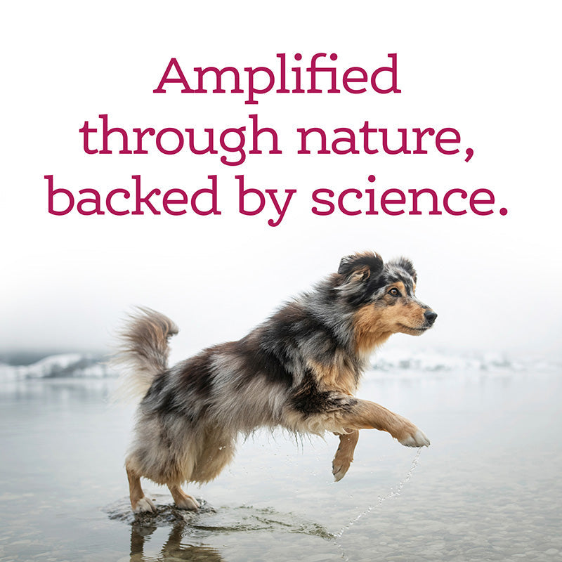Dog Skin & Coat Supplement product image 4