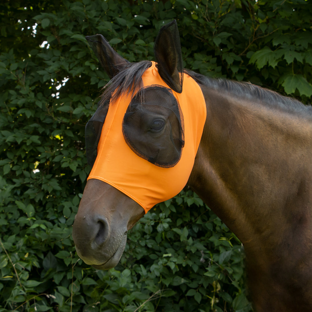 Horse Fly Mask product image 20