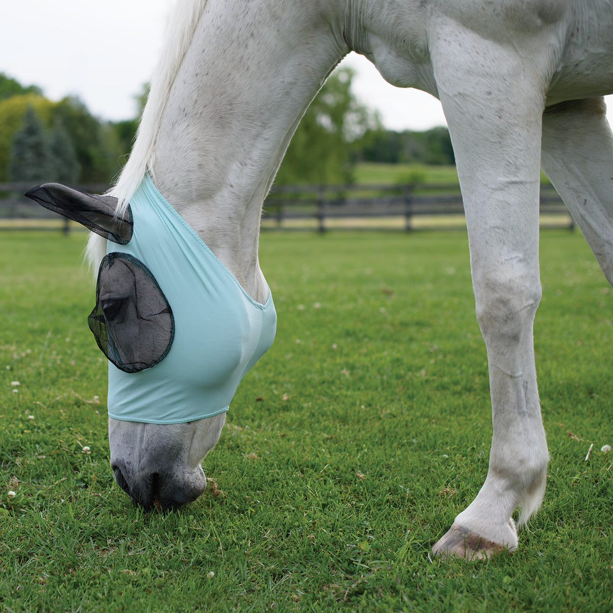 Horse Fly Mask product image 29
