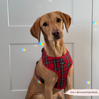 Adjustable Tartan Dog Harness product image 7