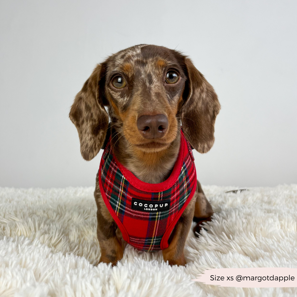 Adjustable Tartan Dog Harness product image 8