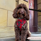 Adjustable Tartan Dog Harness product image 9