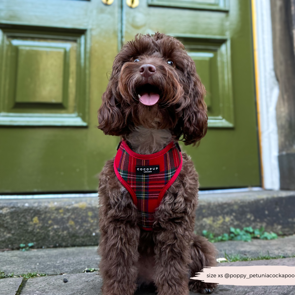 Adjustable Tartan Dog Harness product image 12