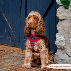 Adjustable Tartan Dog Harness product image 22