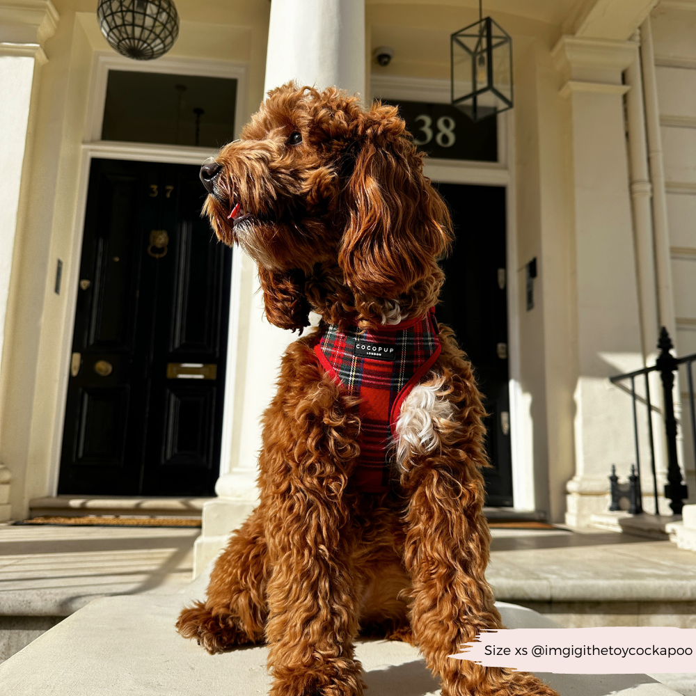 Adjustable Tartan Dog Harness product image 23