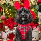 Adjustable Tartan Dog Harness product image 27