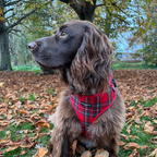 Adjustable Tartan Dog Harness product image 28