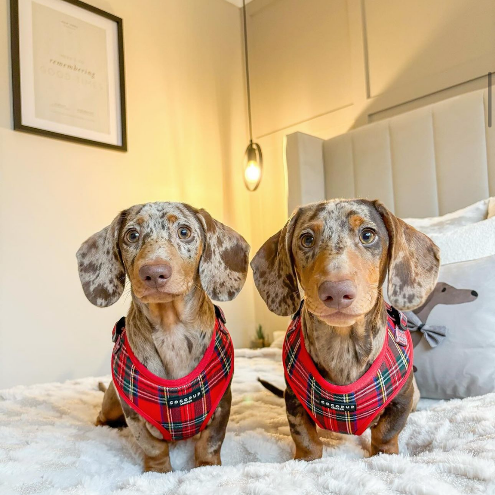 Adjustable Tartan Dog Harness product image 30