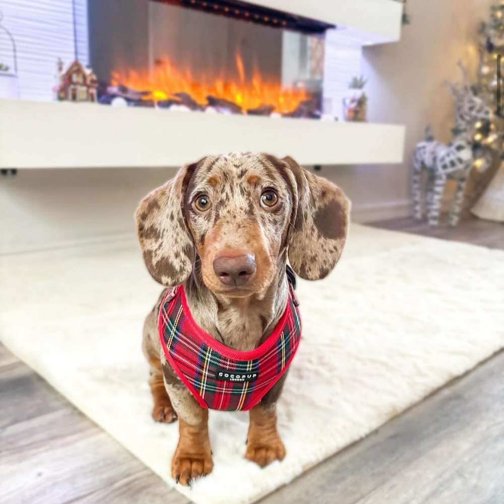 Adjustable Tartan Dog Harness product image 31