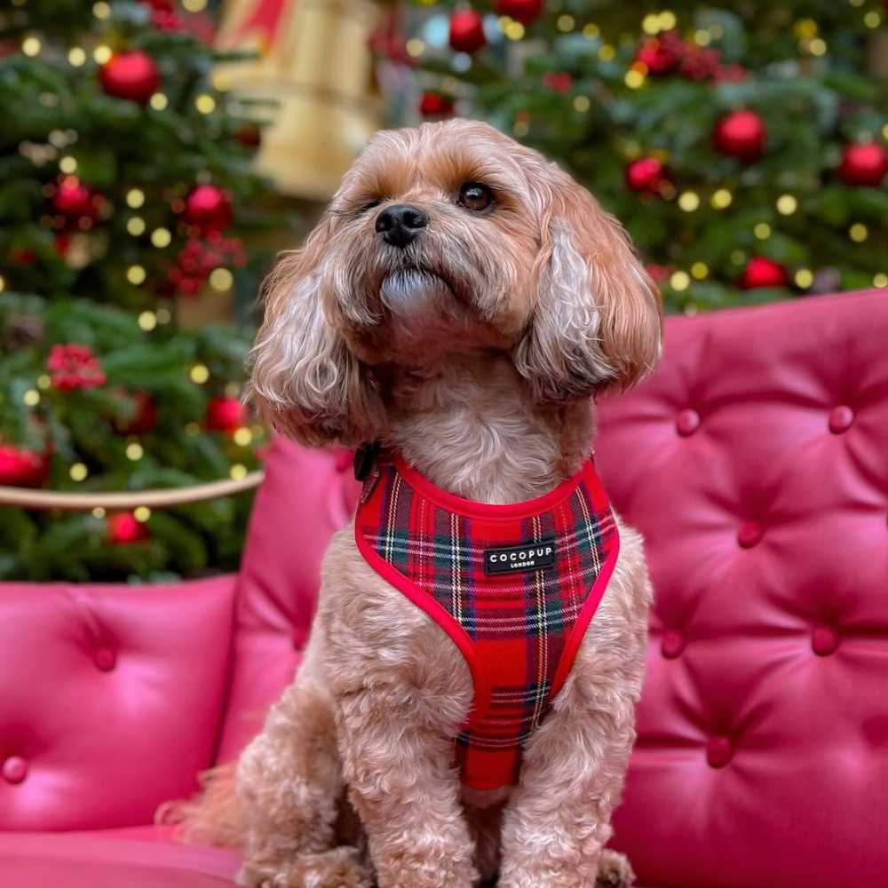 Adjustable Tartan Dog Harness product image 32