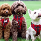 Adjustable Tartan Dog Harness product image 33