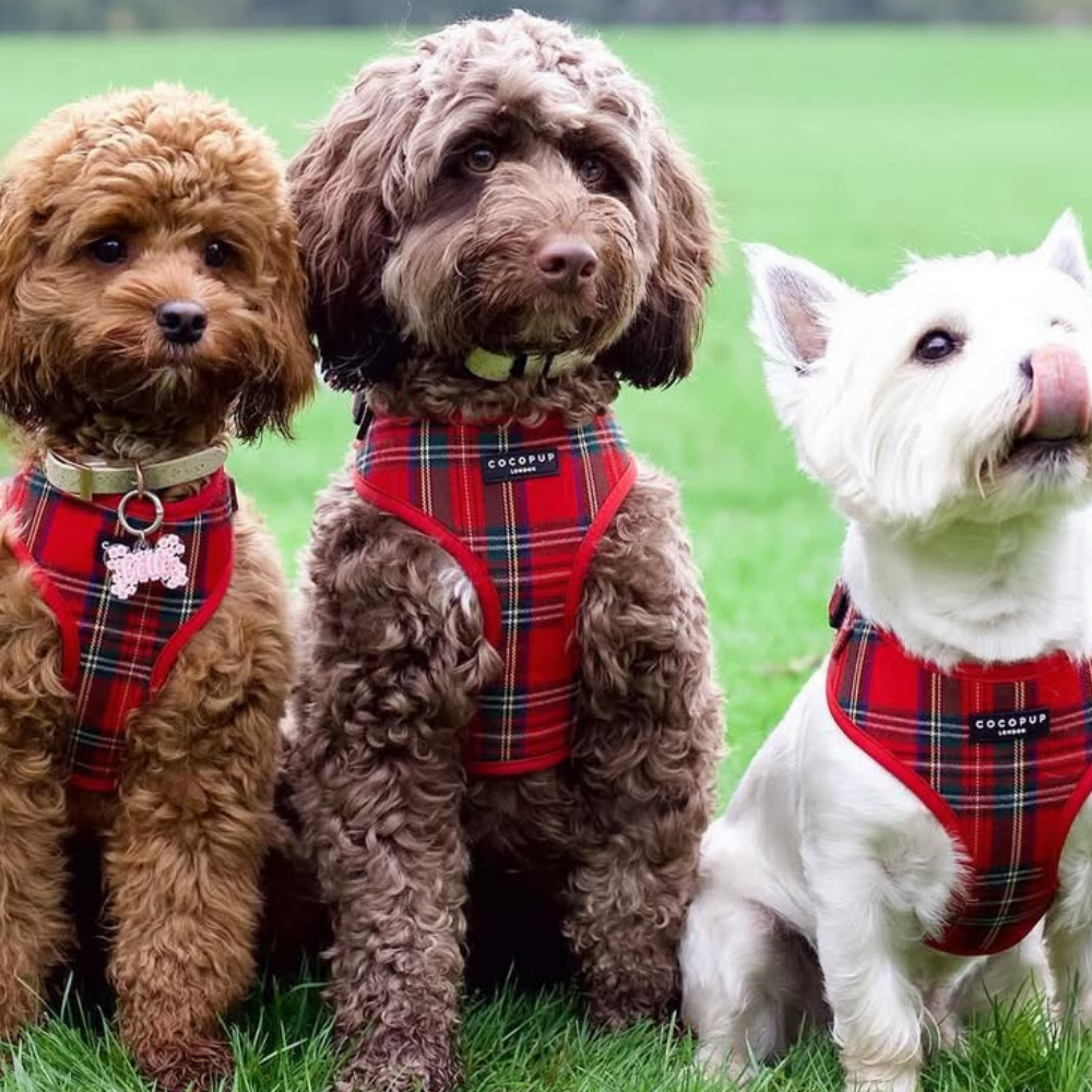 Adjustable Tartan Dog Harness product image 33